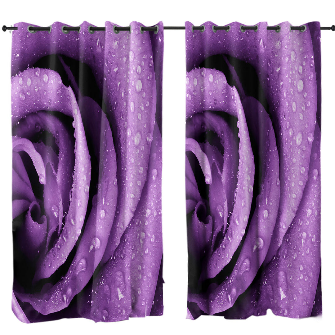 Curtains with Dew Covered Purple Rose