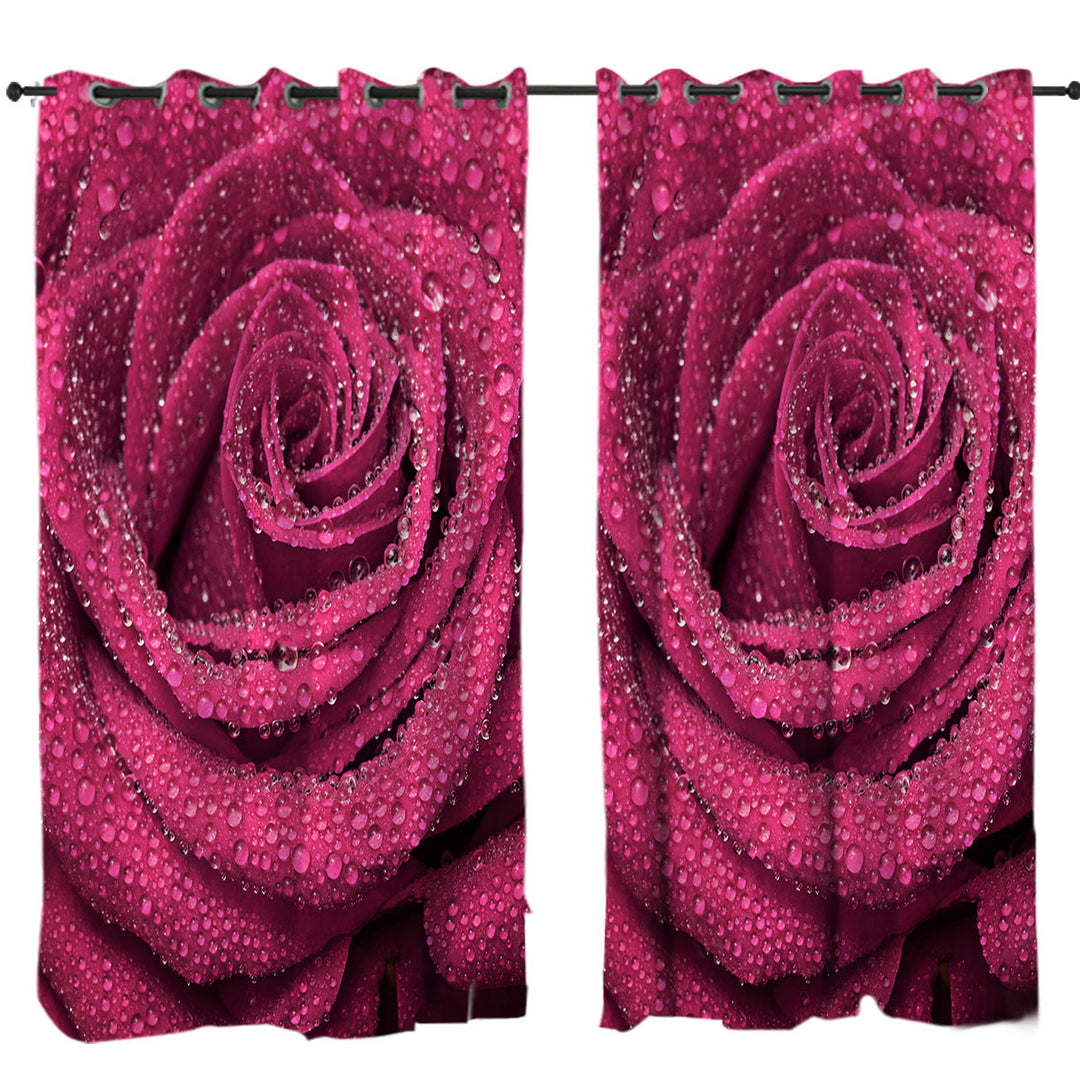 Drapes with Dew Covered Rosy Rose