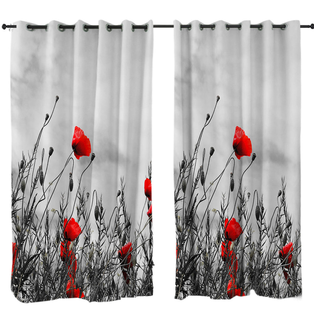 Red Poppies over Black and White Drapery
