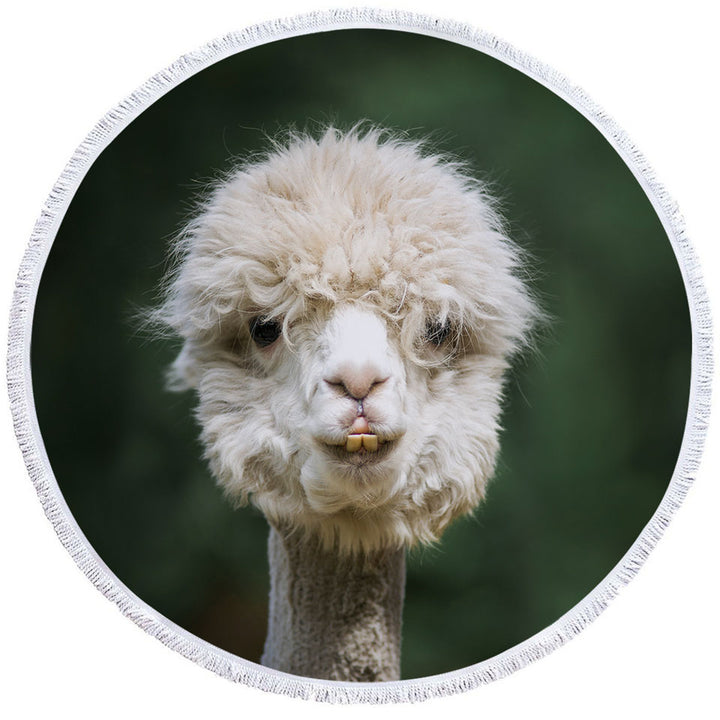 Funny Photo of Llama Cute Beach Towels