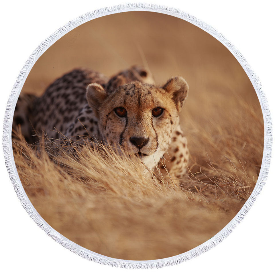 Wild Cheetah Round Beach Towels