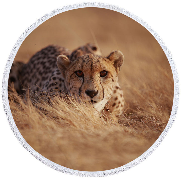 Wild Cheetah Round Beach Towels